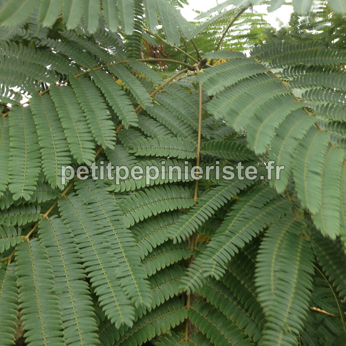 Feuillage de l'albizia